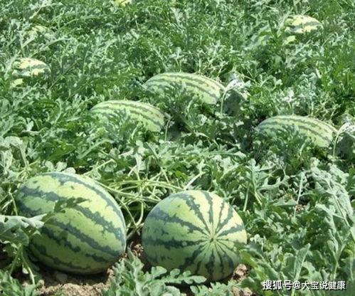 康县网红怎么吃瓜,康县网红教你如何品尝地道瓜果美味 第2张 康县网红怎么吃瓜,康县网红教你如何品尝地道瓜果美味 第2张